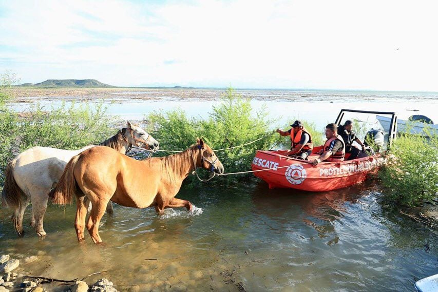 ‘Cuacorralados’: Rescatan a 40 caballos que quedaron atrapados en presa Cerro Prieto, NL