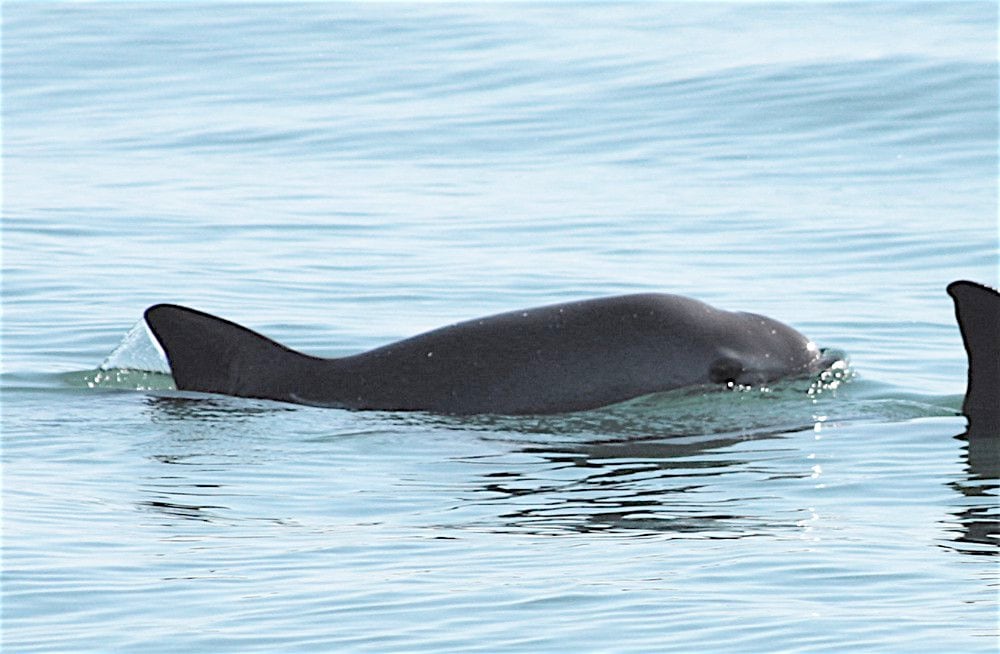 Vaquitas marinas en México: Gobierno anuncia que realizará un nuevo conteo de esta especie