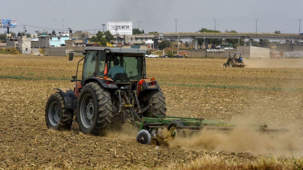 Gobierno de Sinaloa asegura pagos a productores de maíz y trigo