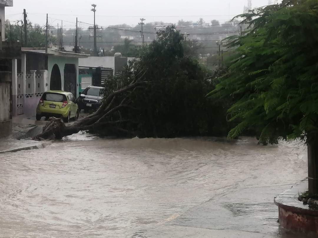 Reportan la caída de árboles debido a las lluvias y mal clima en Campeche.