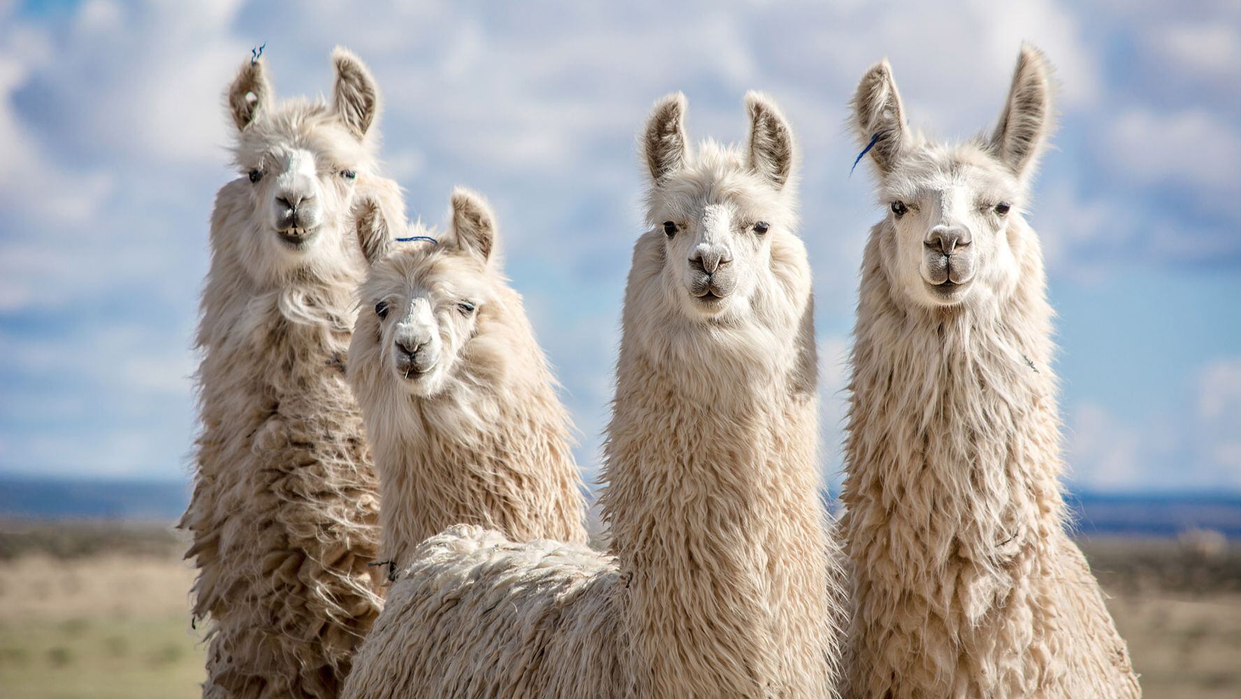 ¿Llamas ‘al rescate’ del mundo? Estudio revela que podrían tener anticuerpos contra COVID-19