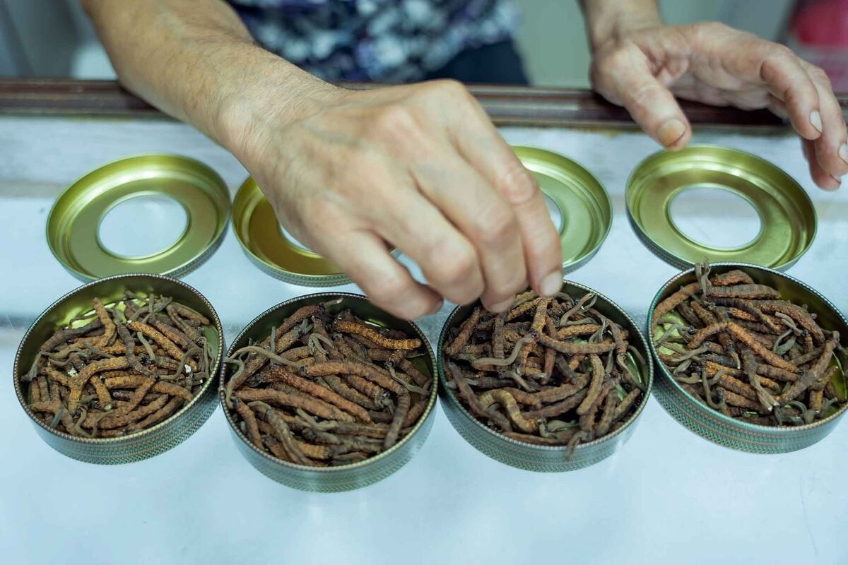 Por cada gramo de yartsa gunbu, Bastola cobra 800 rupias (unos 9 dólares), un descuento extremo en comparación con los precios en Beijing.