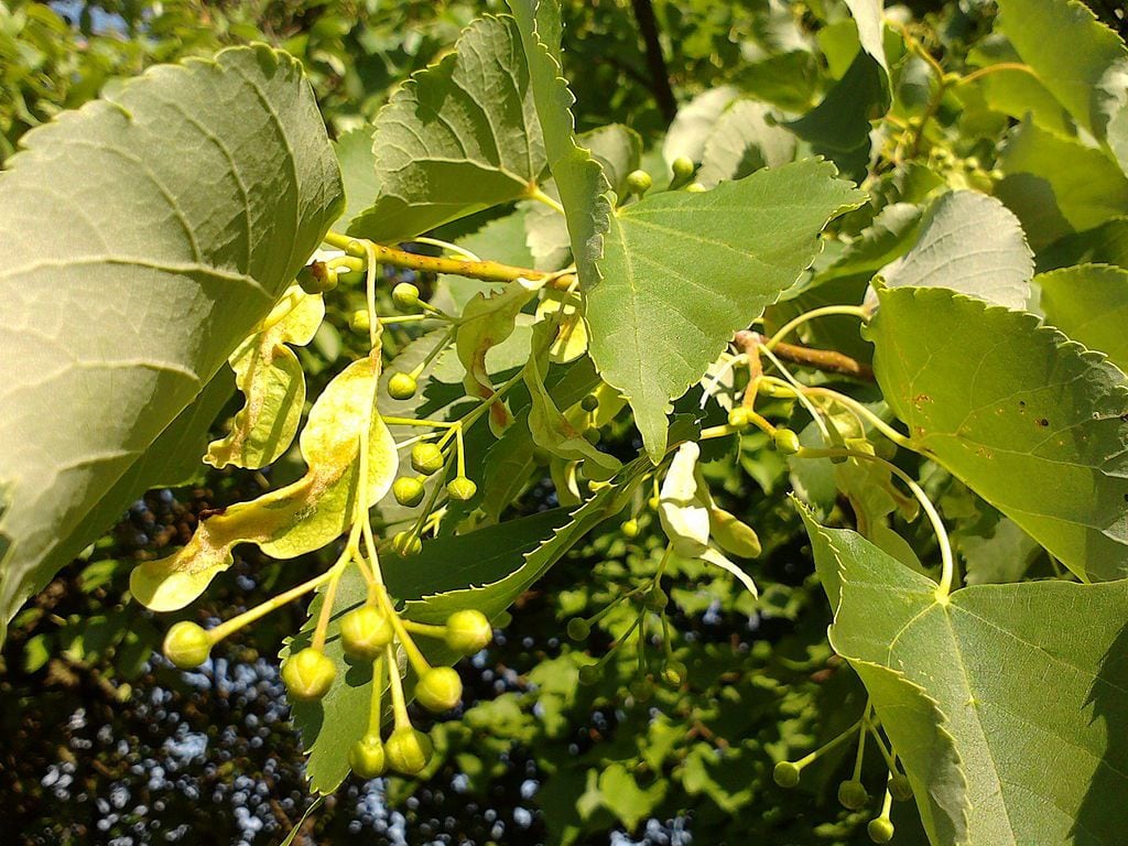 En la medicina tradicional europea es popular la Tilia cordata. (Foto: Wikimedia Comons / Jckowal).