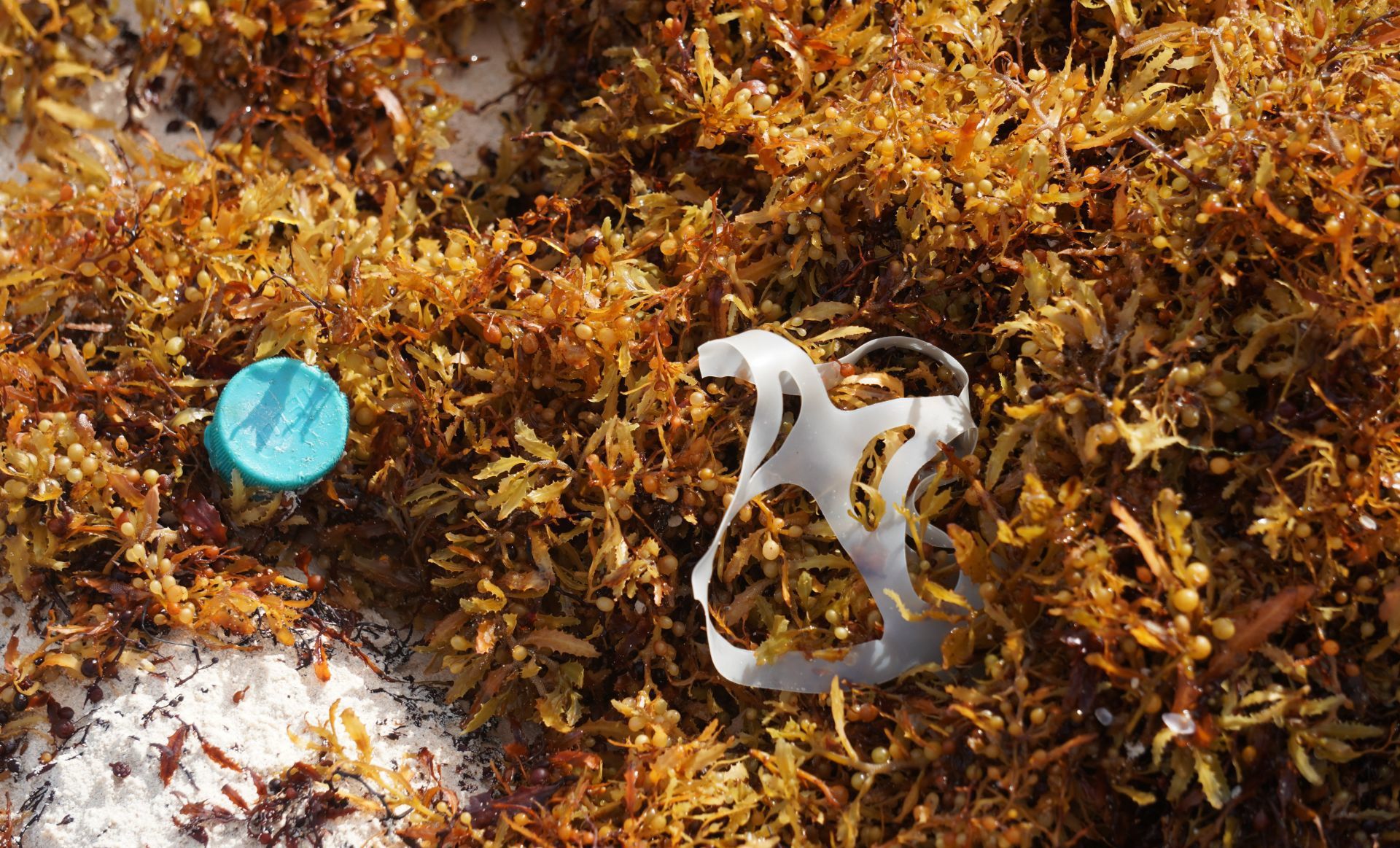 Tapas de plástico, botellas, ligas y hasta una bujía es lo que se puede encontrar entre los mantículos de sargazo en Cancún.