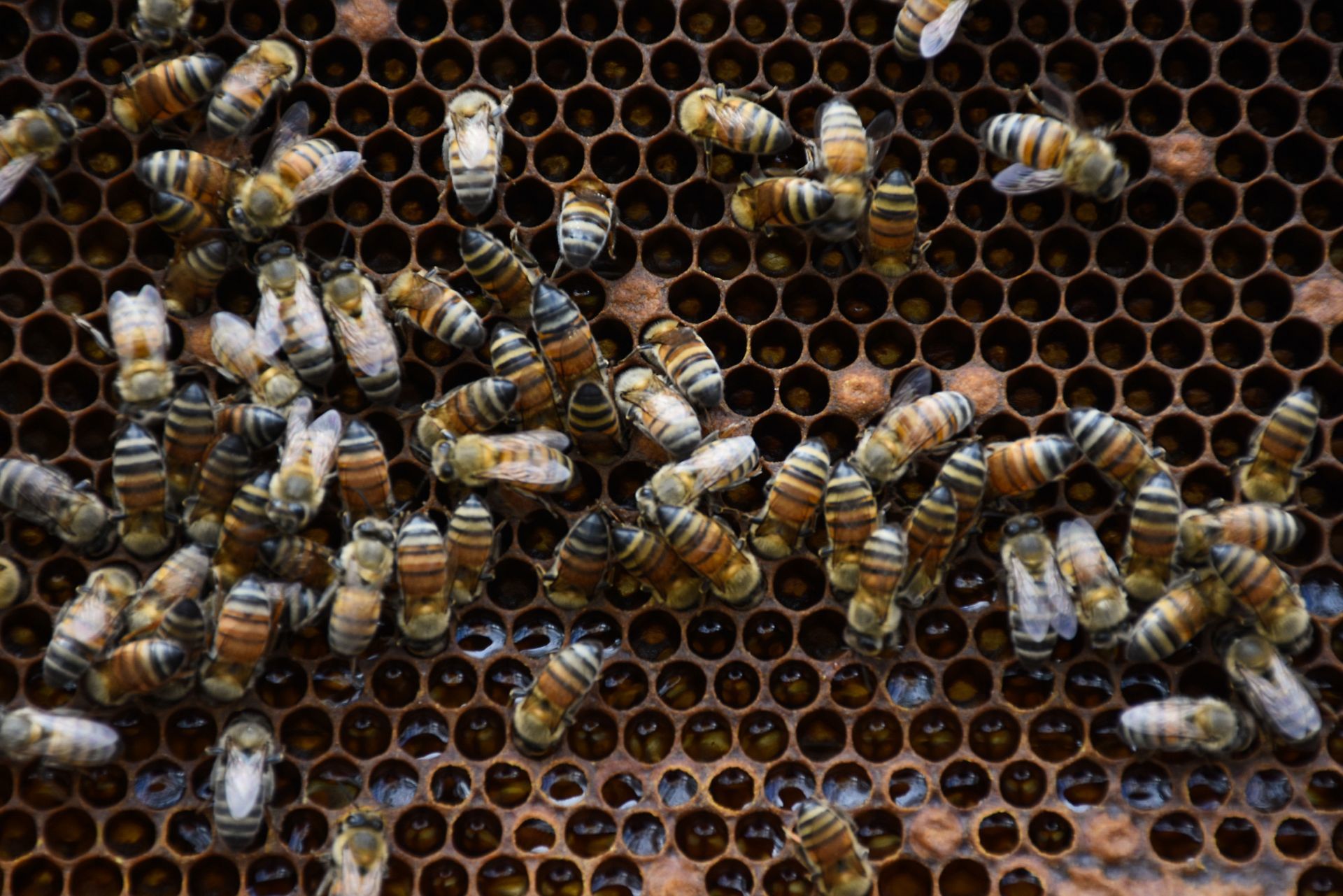 Hasta la miel amarga: Denuncian nueva muerte masiva de abejas en Hopelchén, Campeche