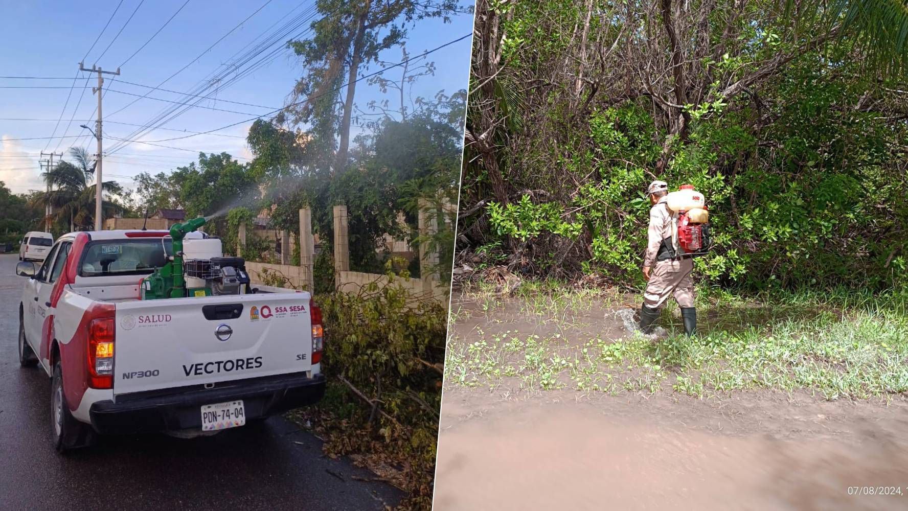 Personal de vectores de la Secretaría de Salud de Quintana Roo participa en el operativo para reducir la acumulación de mosquitos.