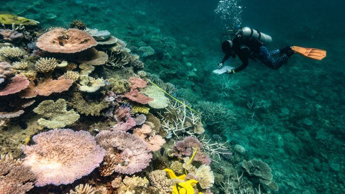 Vigilancia de los arrecifes de coral ante el aumento de la temperatura en los océanos.