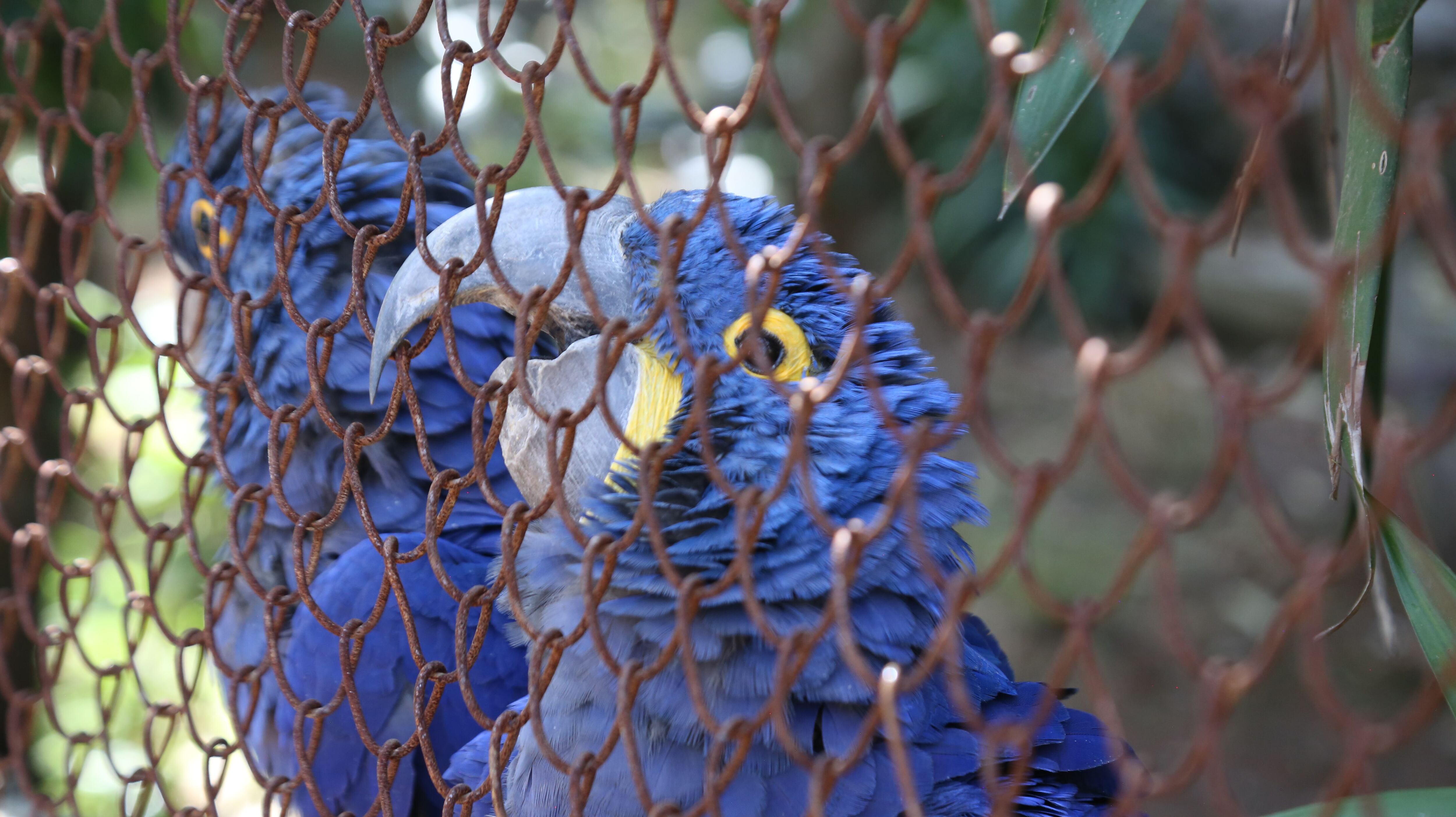 Guacamayas azules que viven en El Nido.