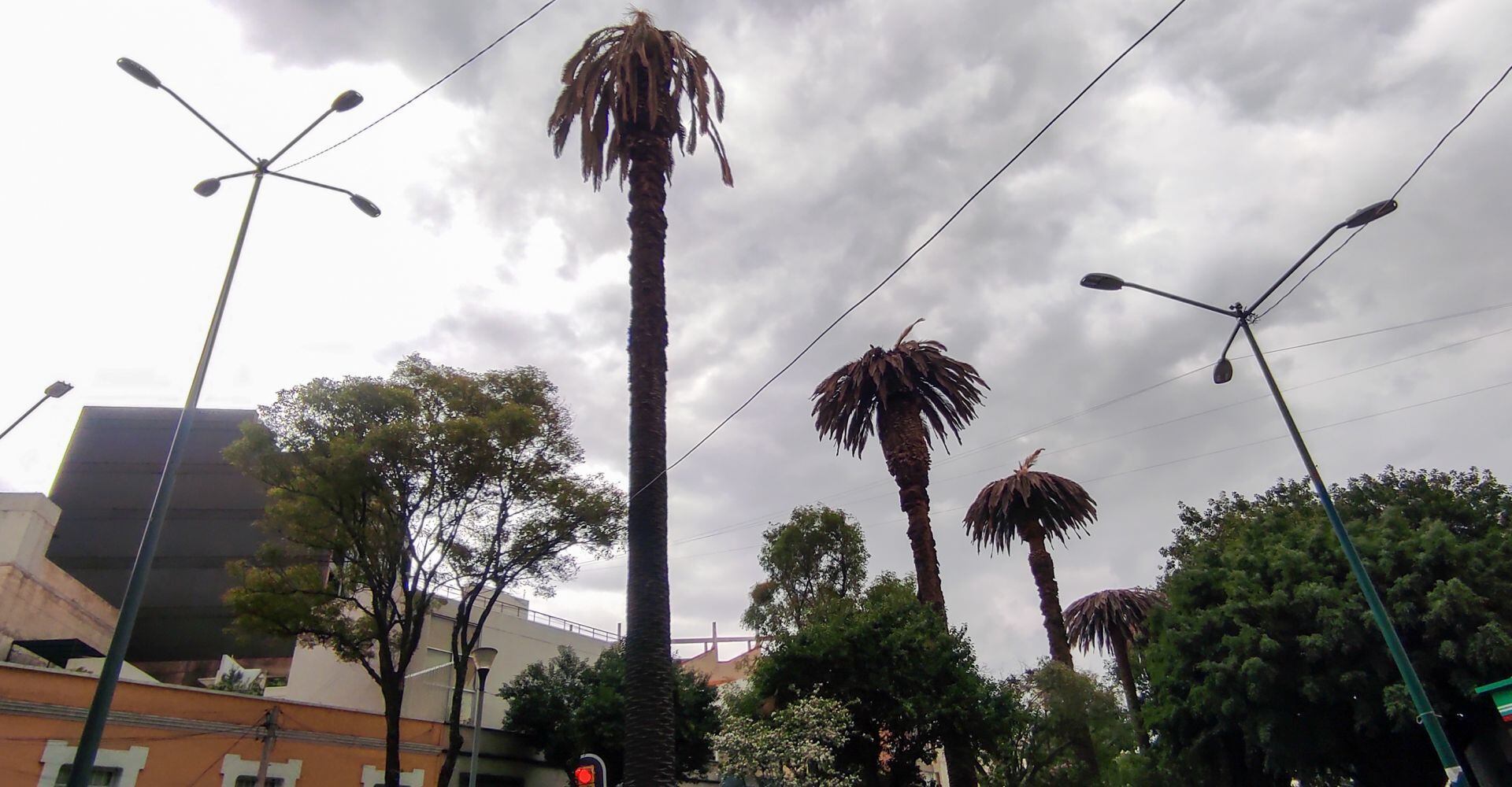 Palmeras secas o con plagas en la avenida Yucatán de la colonia Roma Norte de la alcaldía Cuauhtémoc. 