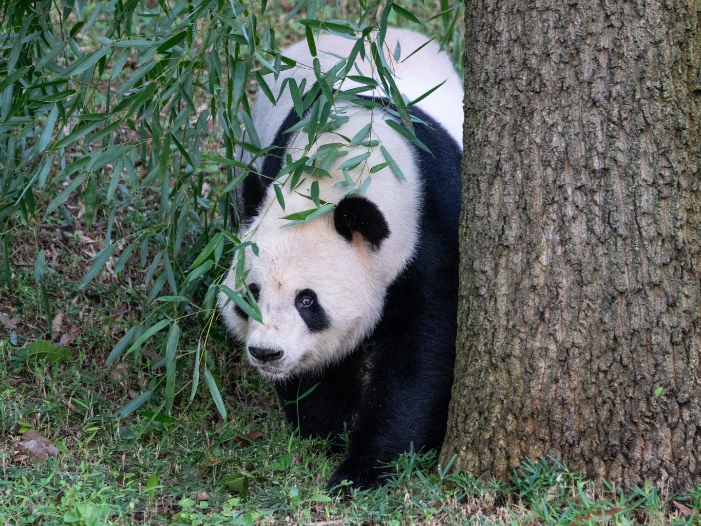 El panda Tian Tian en el zoológico de Washington, en octubre de 2023.