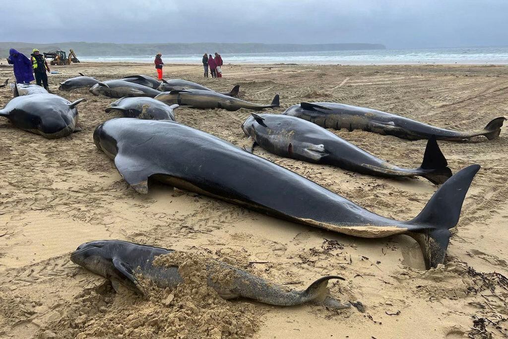 Día negro para Escocia: Mueren 55 ballenas piloto tras ser arrastradas a sus costas 