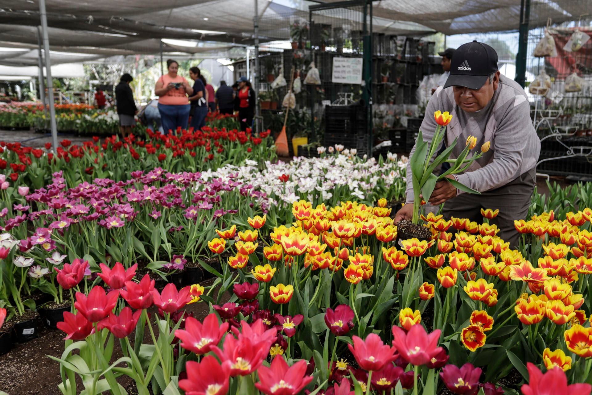 Atlixco, el pueblo que cultiva mágicos tulipanes para los enamorados de San Valentín