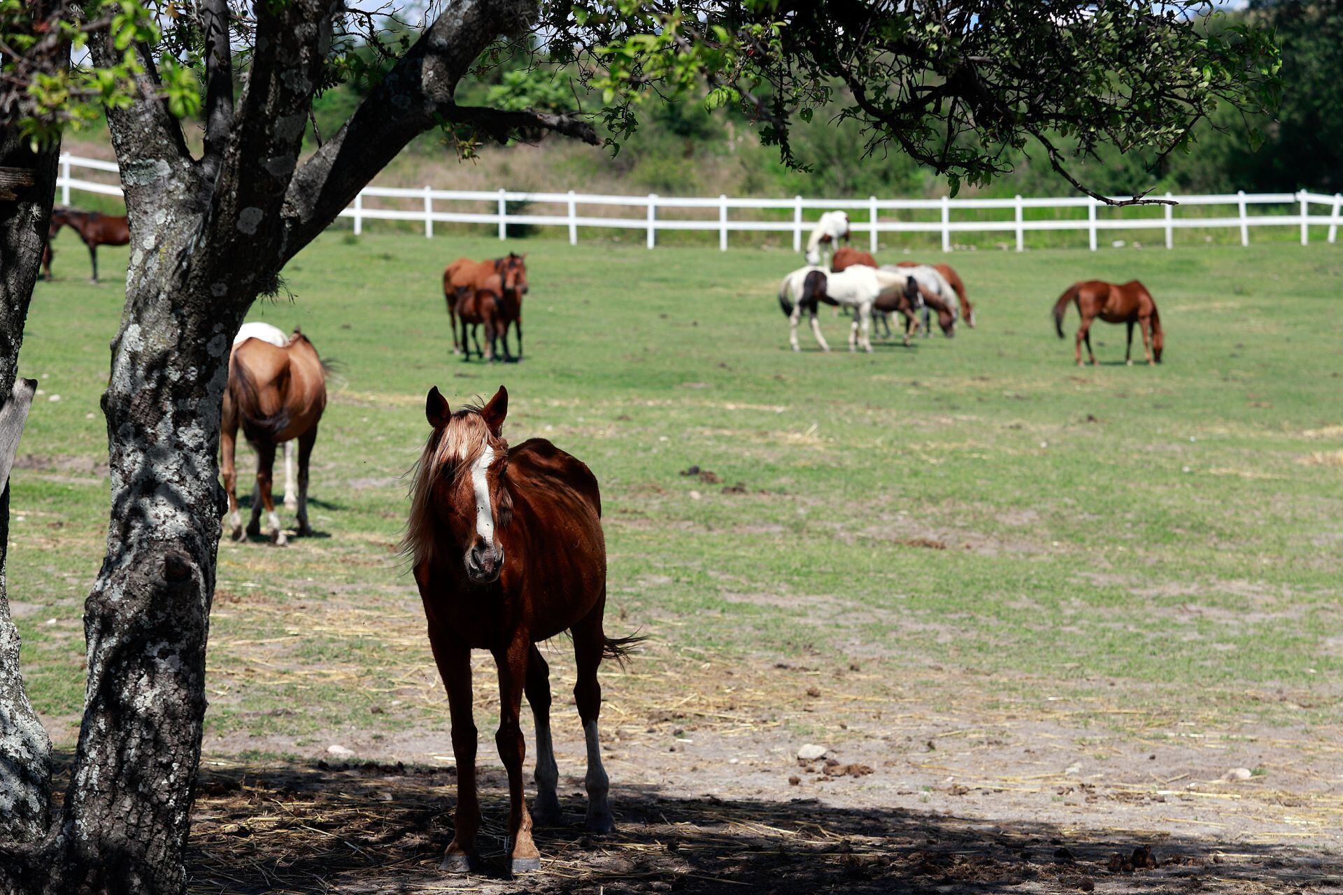 (ARCHIVO, 2020) Cuacolandia alberga decenas de caballos, muchos de ellos fueron rescatados en situaciones graves de desnutrición y heridas graves.
