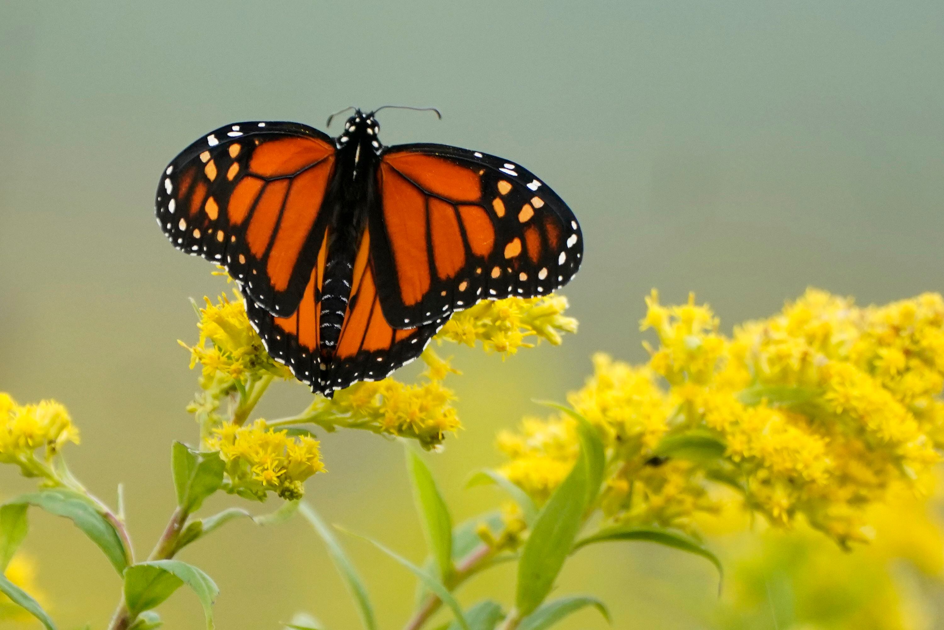 Homero Gómez era un activista que defendió las poblaciones de mariposas monarca en México. (Foto: AP)