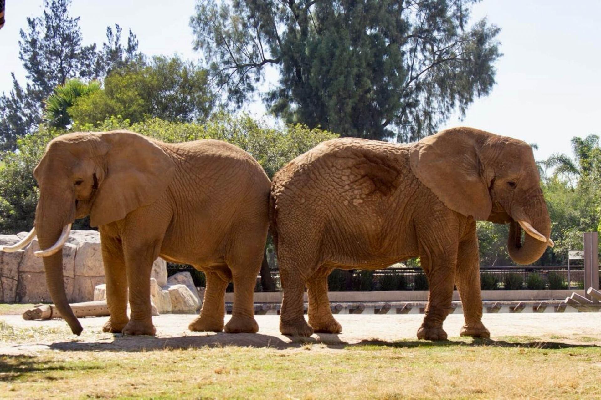 Ely y Gipsy son dos elefantas que viven en este zoológico en la CDMX.