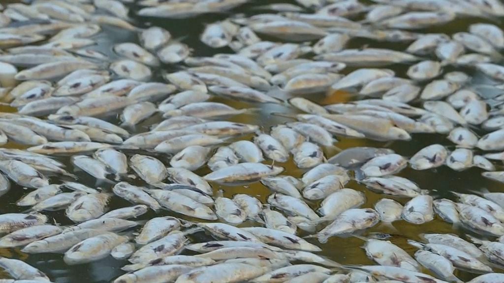 Ola de calor deja miles de peces muertos en Australia