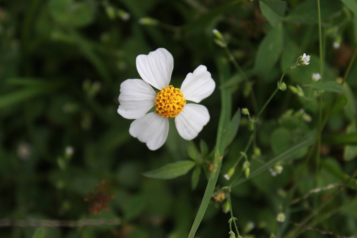 Flor de la que proviene la hierba de la manzanilla. (Foto: Wikimedia Commons)