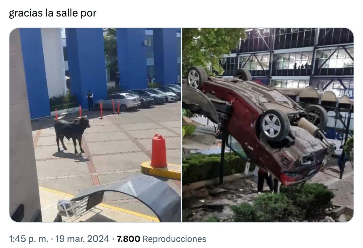 Memes del toro en La Salle (Foto: X) 