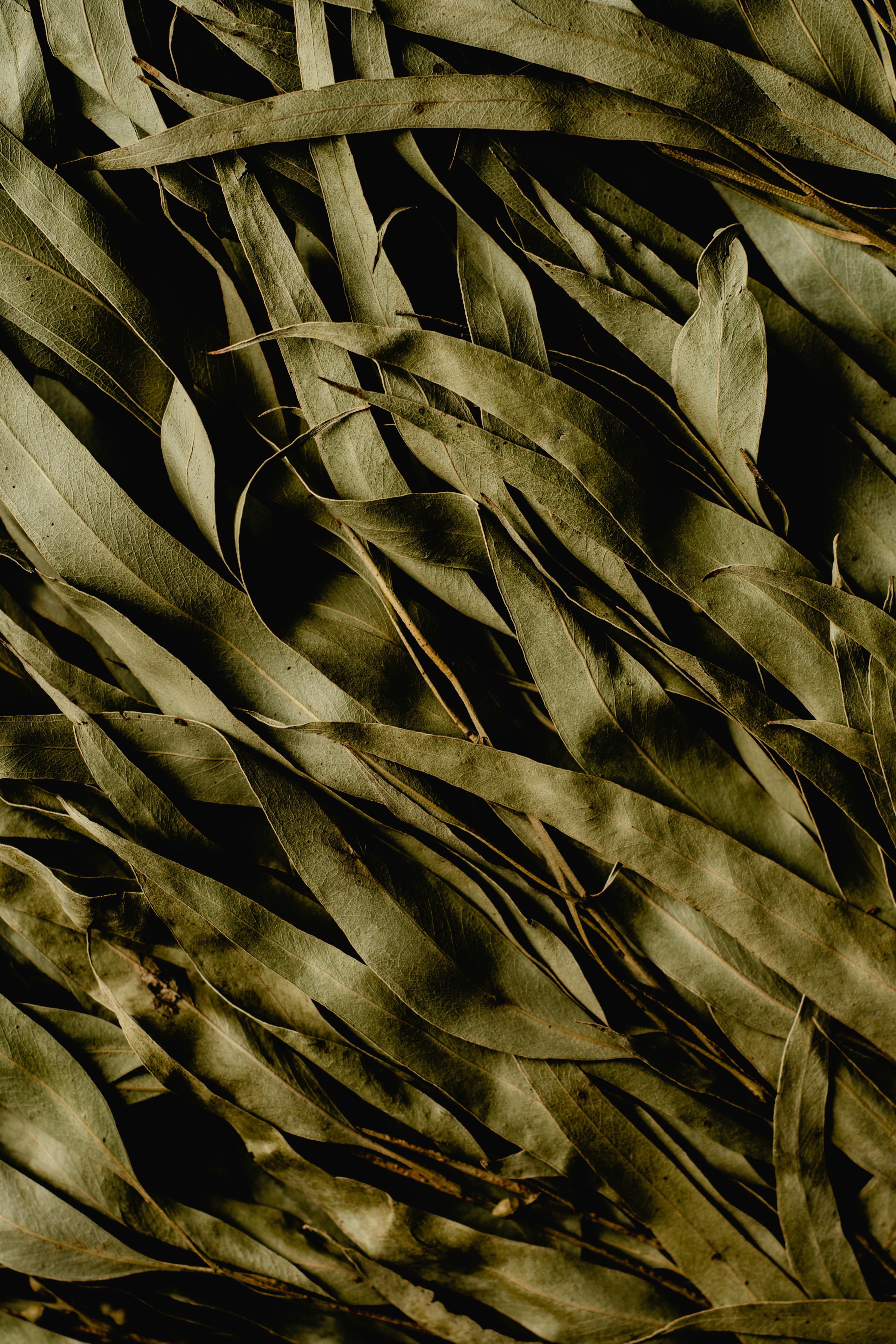 El eucalipto puede utilizarse como té con sus hojas secas. (Foto: Pexels)