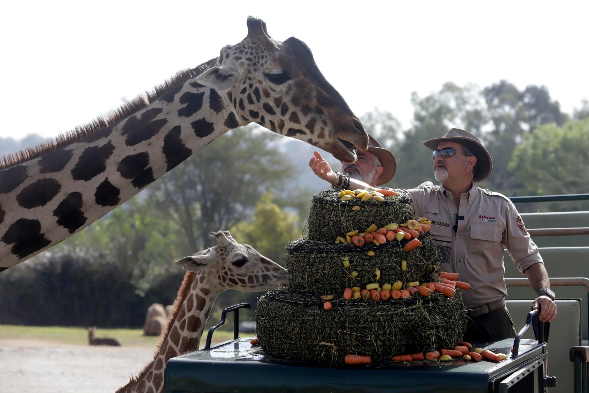 FOTOGALERÍA: Jirafa Benito se integra con las jirafas de Africam Safari