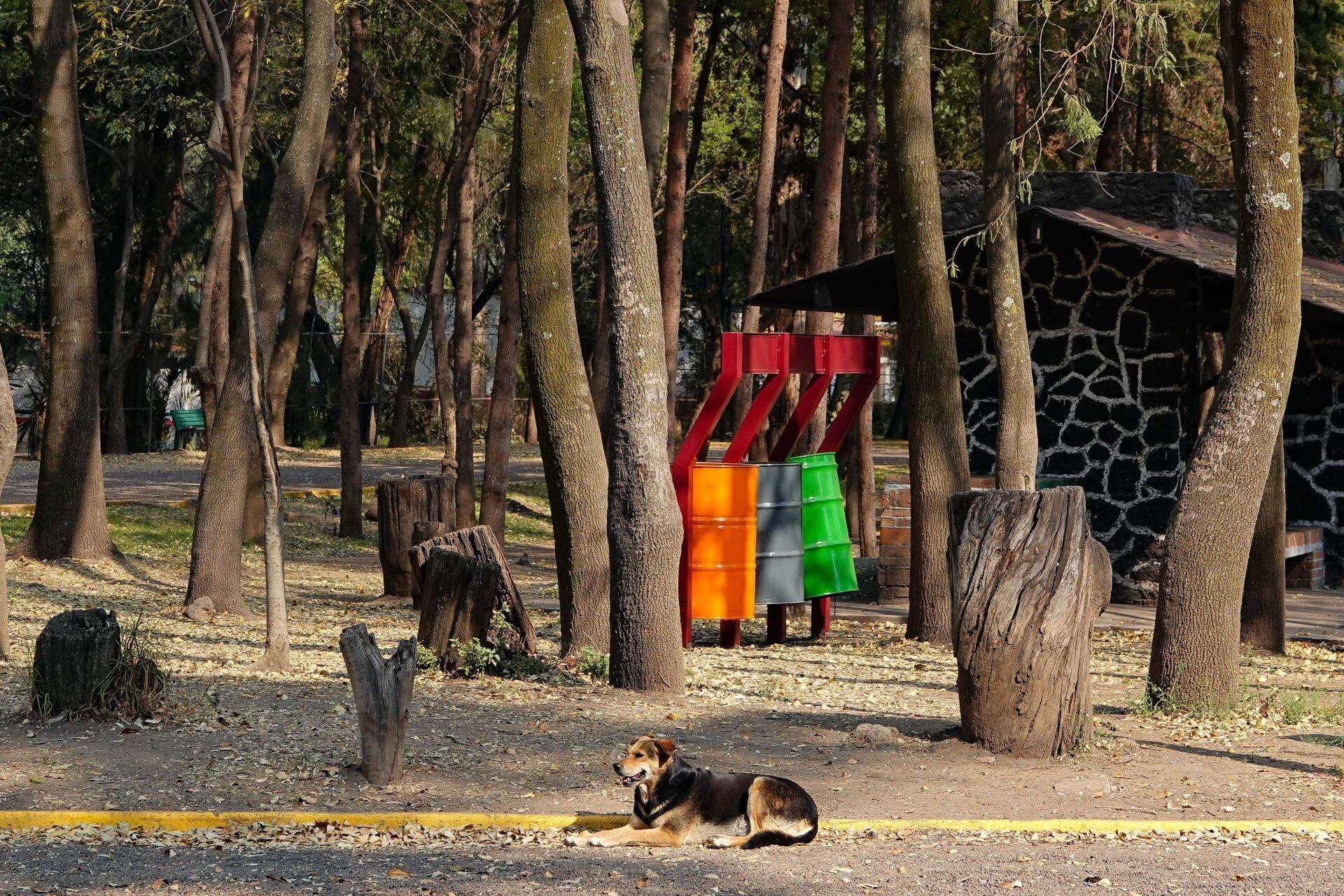 Perritos asesinados en Xochimilco: Esto sabemos de los 25 lomitos encontrados en Bosque Nativitas