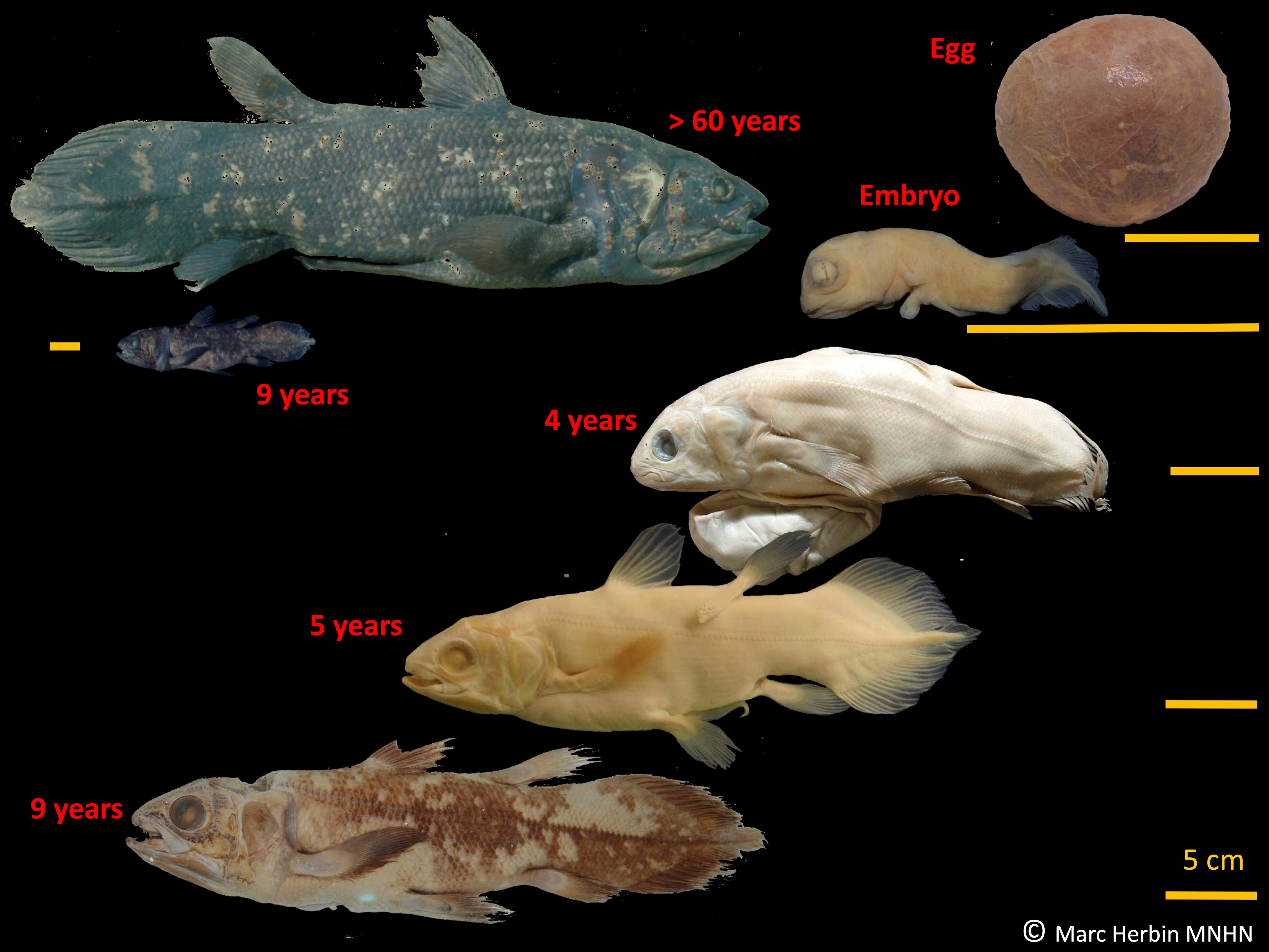 Etapas del desarrollo del celacanto, una rara especie de pez gigante cuyos orígenes datan de la era de los dinosaurios.