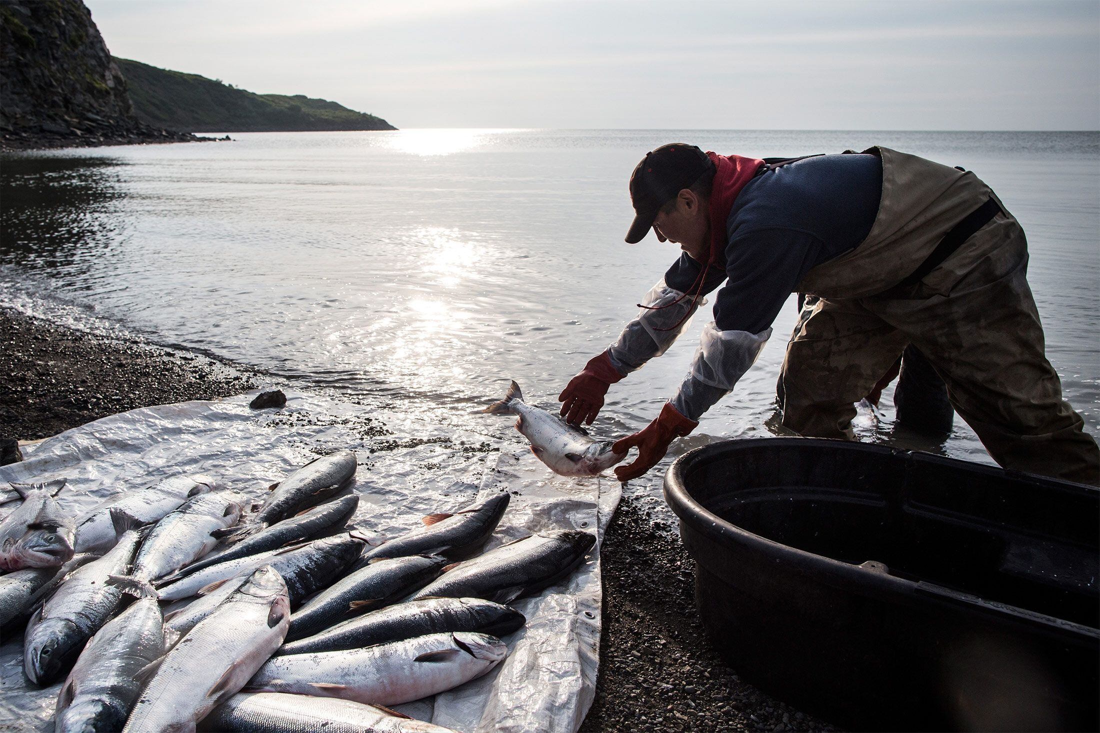 ¡Mal presagio! El ciclo vital del salmón en el Pacífico peligra por el cambio climático