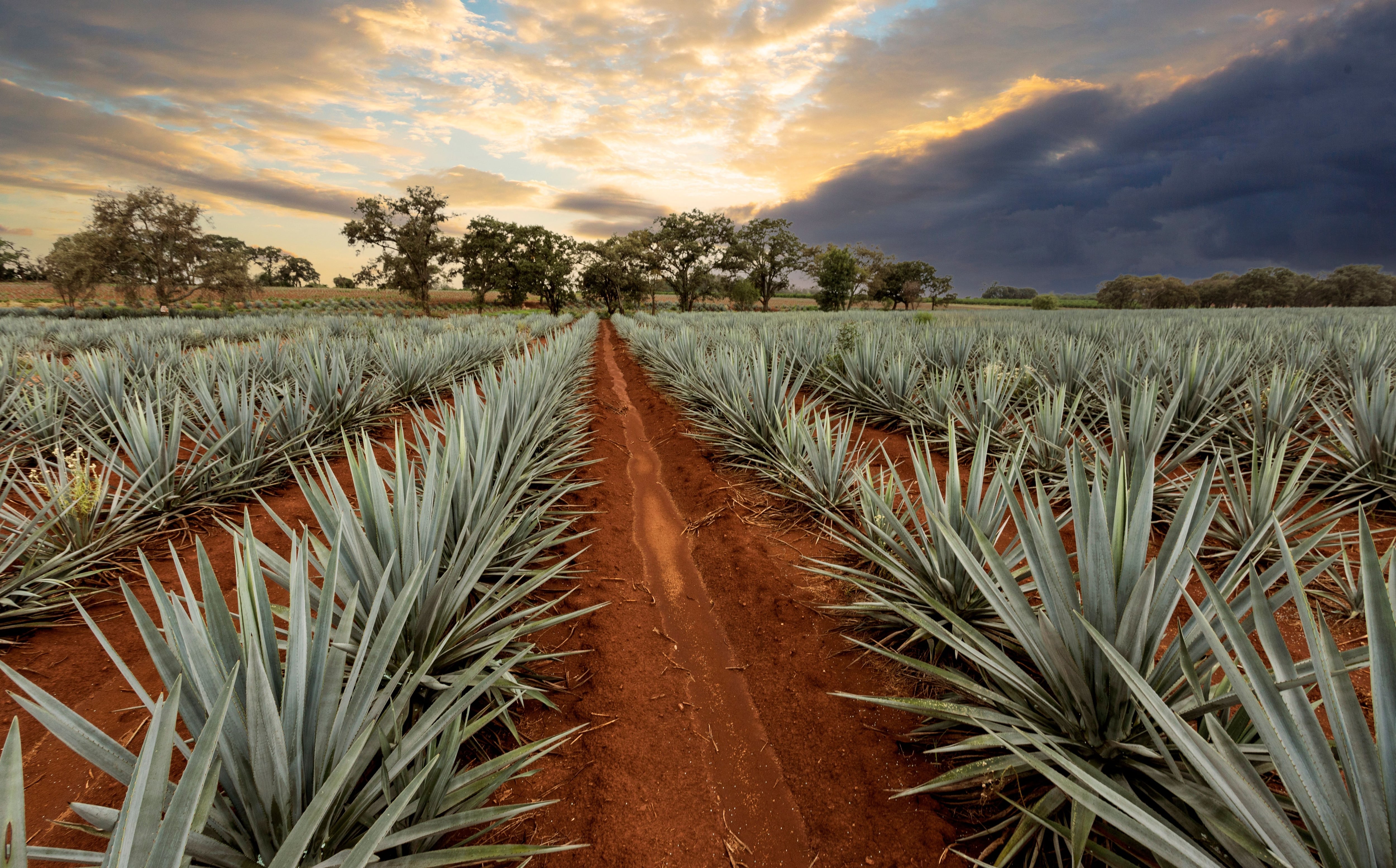 El tequila proviene del agave azul en México. (Foto: Shutterstock)