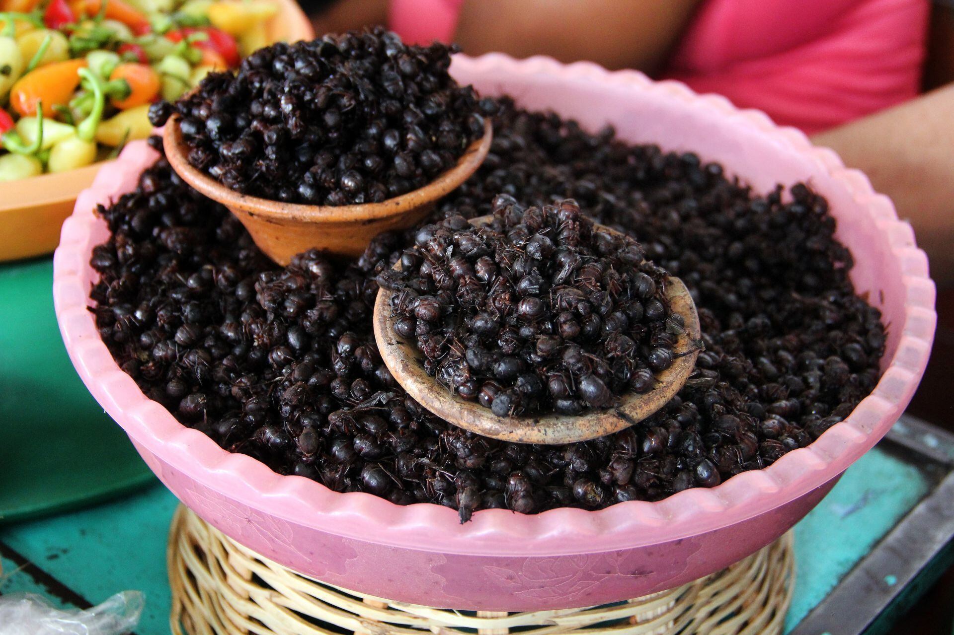 Chicatana es una especie de hormiga, muy popular en Chiapas como un alimento recurrente en temporadas de lluvias.