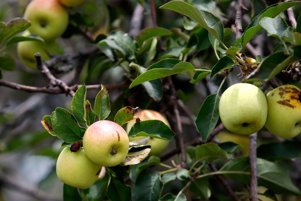 La manzana contiene fibra. (Foto: Cuartoscuro)