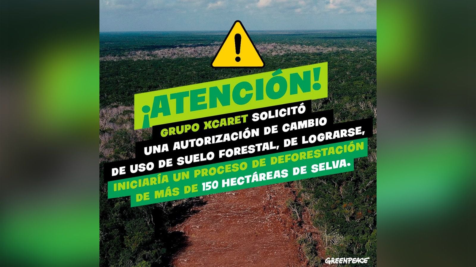 Megaproyecto turístico de Grupo Xcaret pretende una tala masiva de árboles en Yucatán: Greenpeace