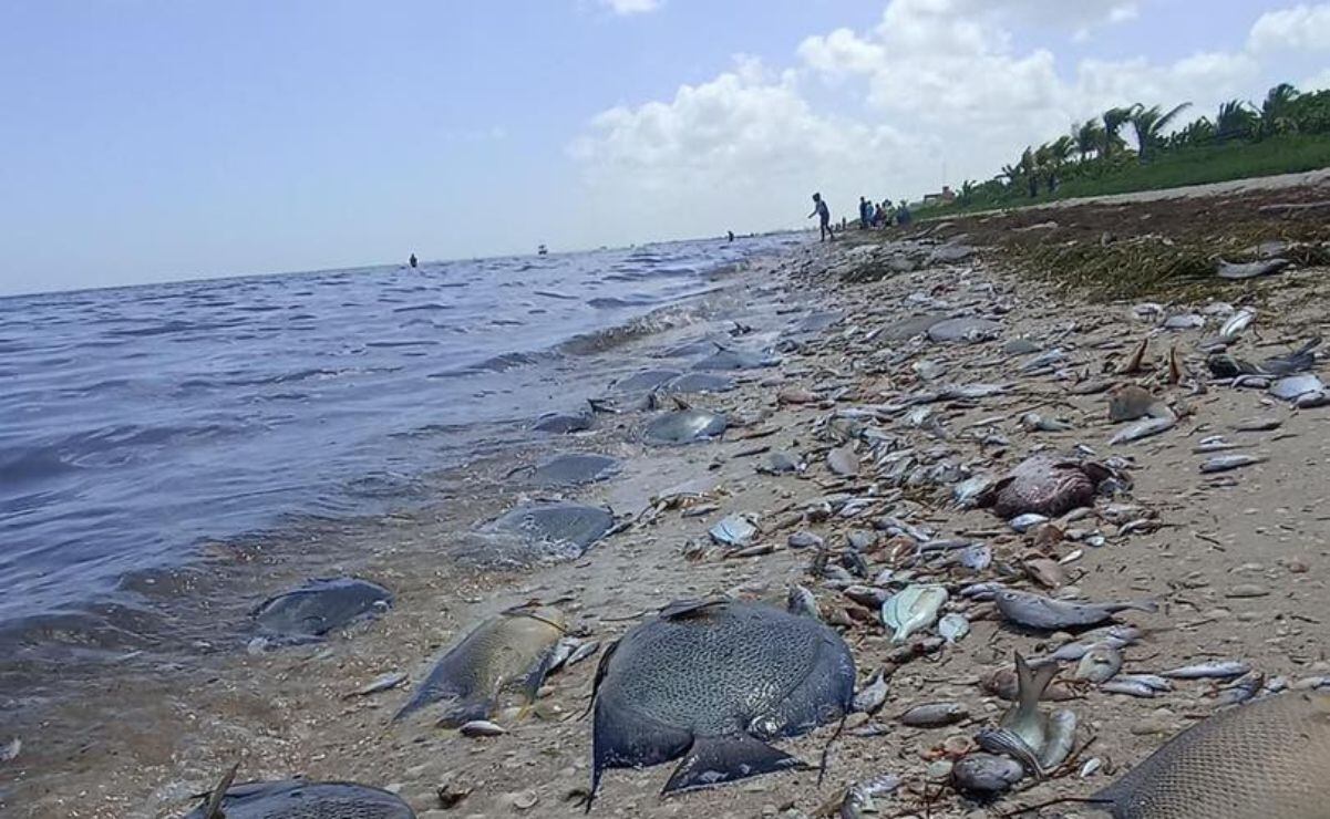 Marea roja avanza en Yucatán y Tabasco; cierre de playas afecta periodo de vacaciones