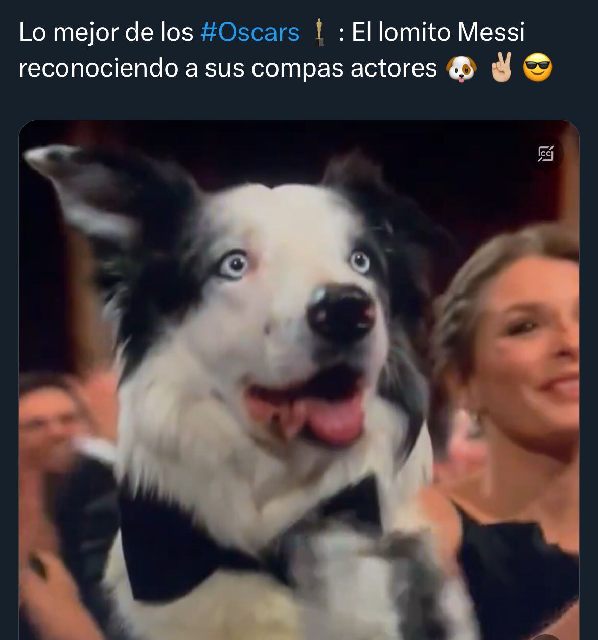 El perrito Messi también estuvo en la ceremonia de los Oscar. (Foto: X)
