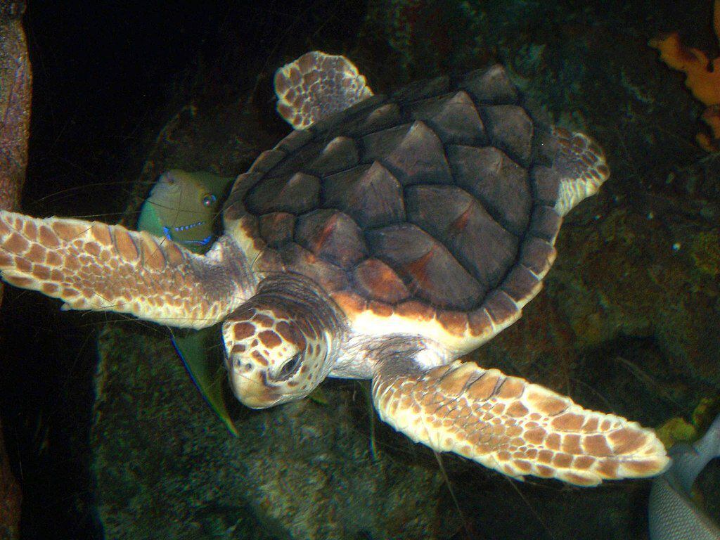 Este tipo de tortugas se caracterizan por el color café de su caparazón. (Foto: Wikimedia Commons)
