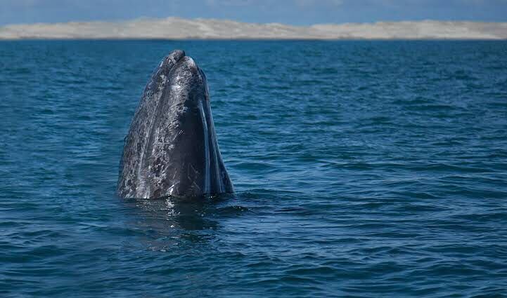 Más de 600 crías de ballena gris nacieron este año en BCS