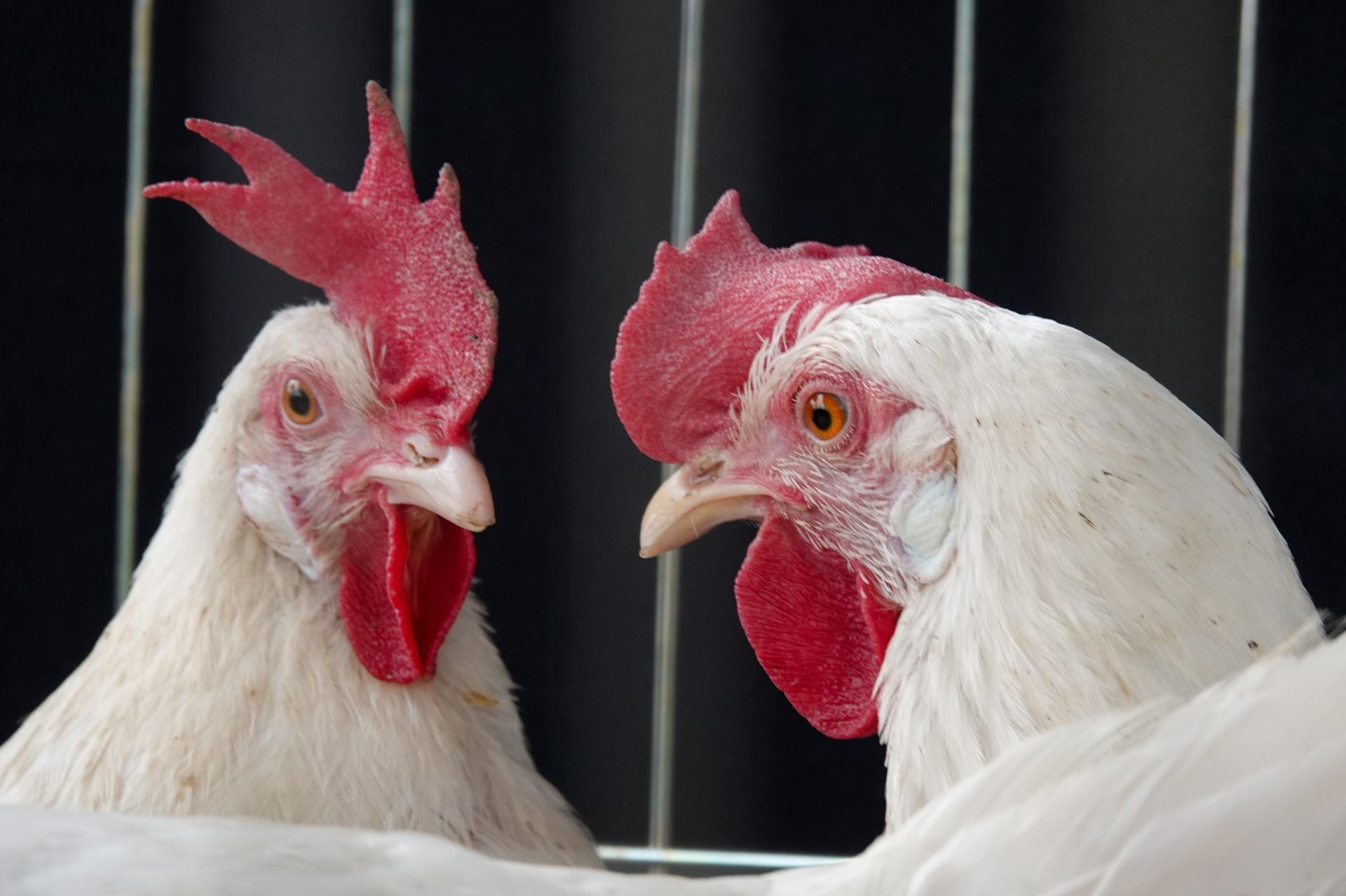 Por la gripe aviar, millones de gallinas ponedoras han sido sacrificadas. (Foto: Cuartoscuro)