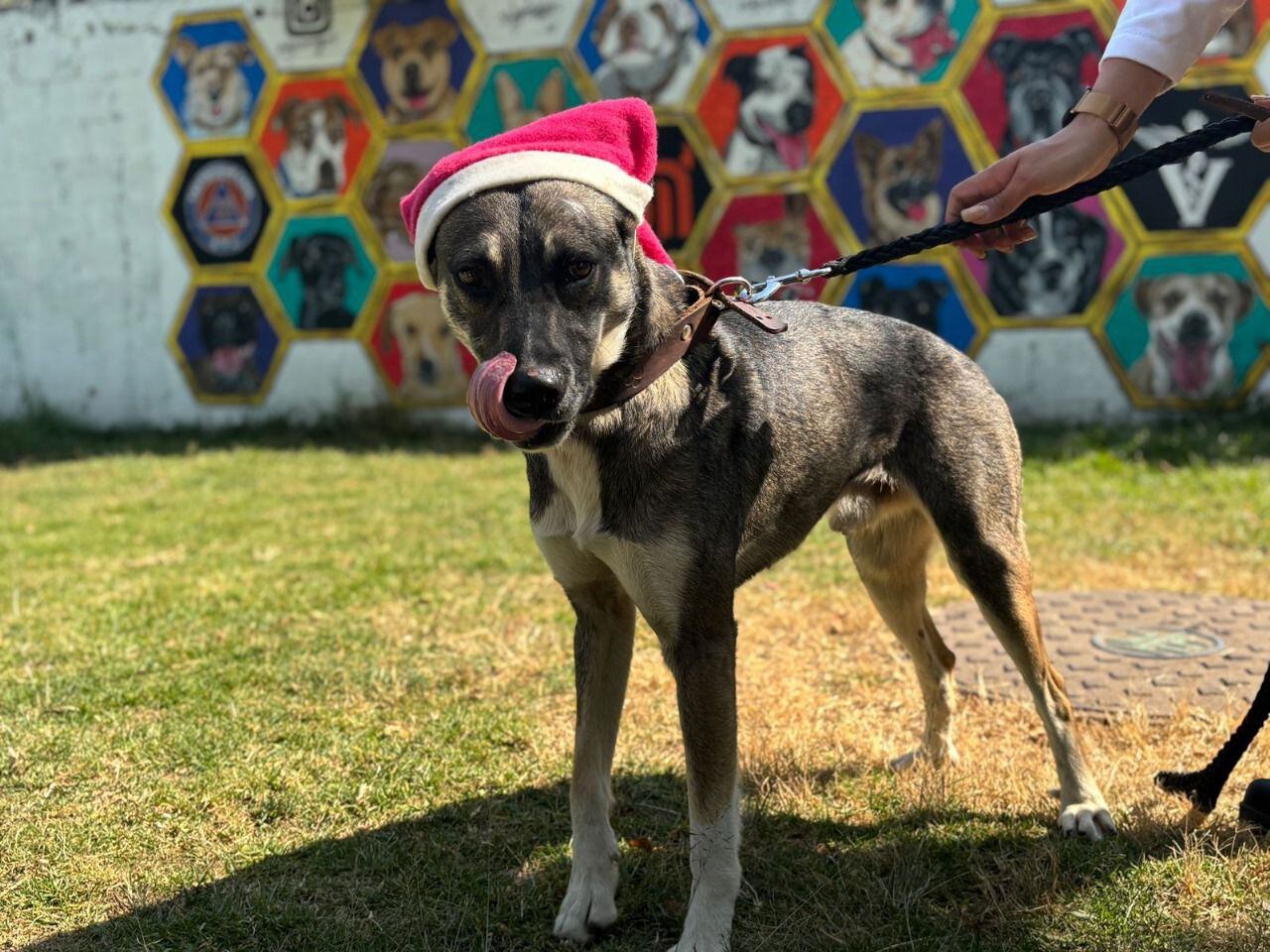 Los perritos del Metro serán los ayudantes particulares Santa Claus y de los Reyes Magos. 
 [Fotografía. Metro]