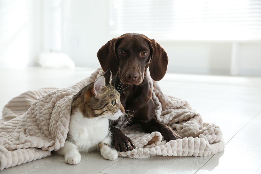 Esterilización gratuita CDMX 2023: ¿Dónde llevar a perros o gatos y cuáles son los requisitos?