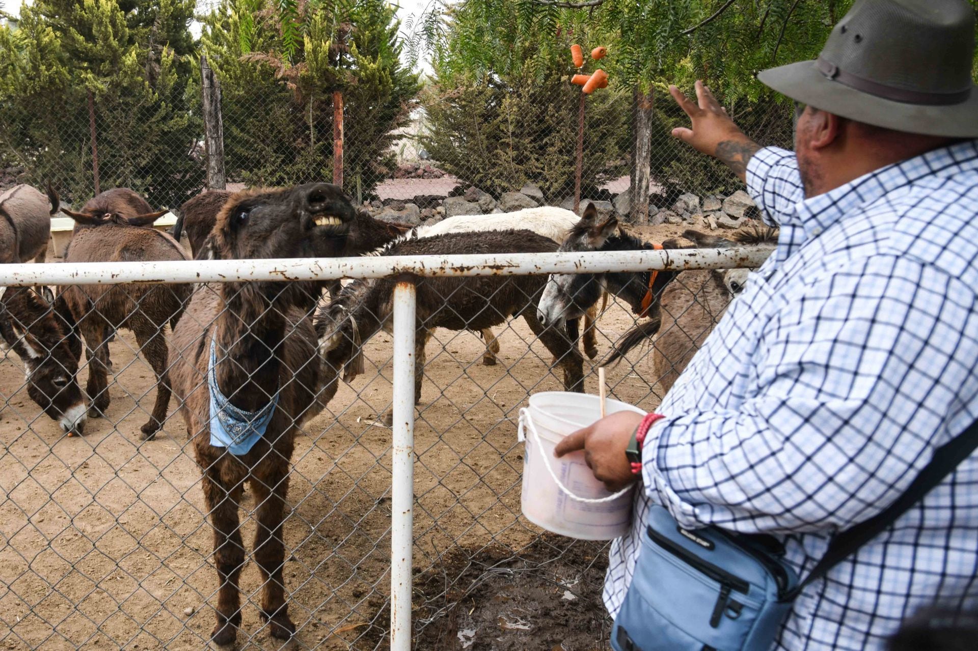 Burrolandia México se encuentra en el municipio de Otumba, Edomex; ahí viven más de 90 burritos y animales.