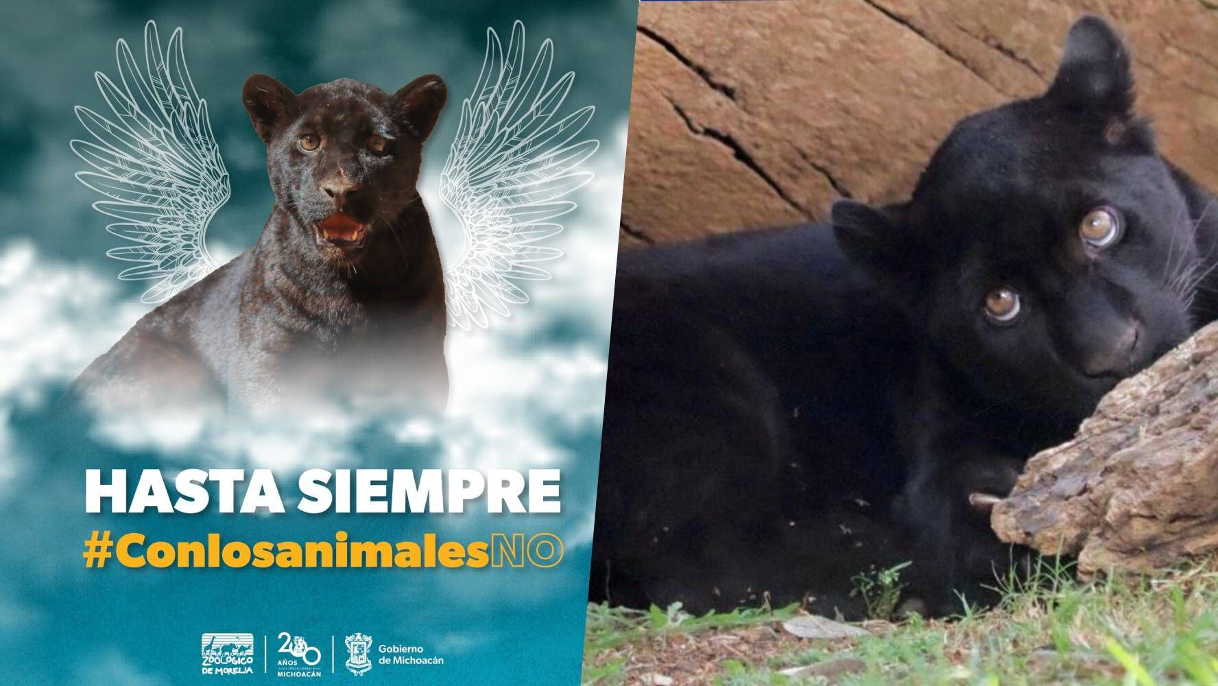 El Zoo de Morelia se despidió de su cachorra de jaguar, que falleció por tener contacto con agua contaminada.