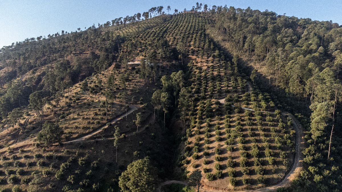 EU deja ‘pelón’ a México por demanda de aguacate: 16 mil hectáreas han sido deforestadas 