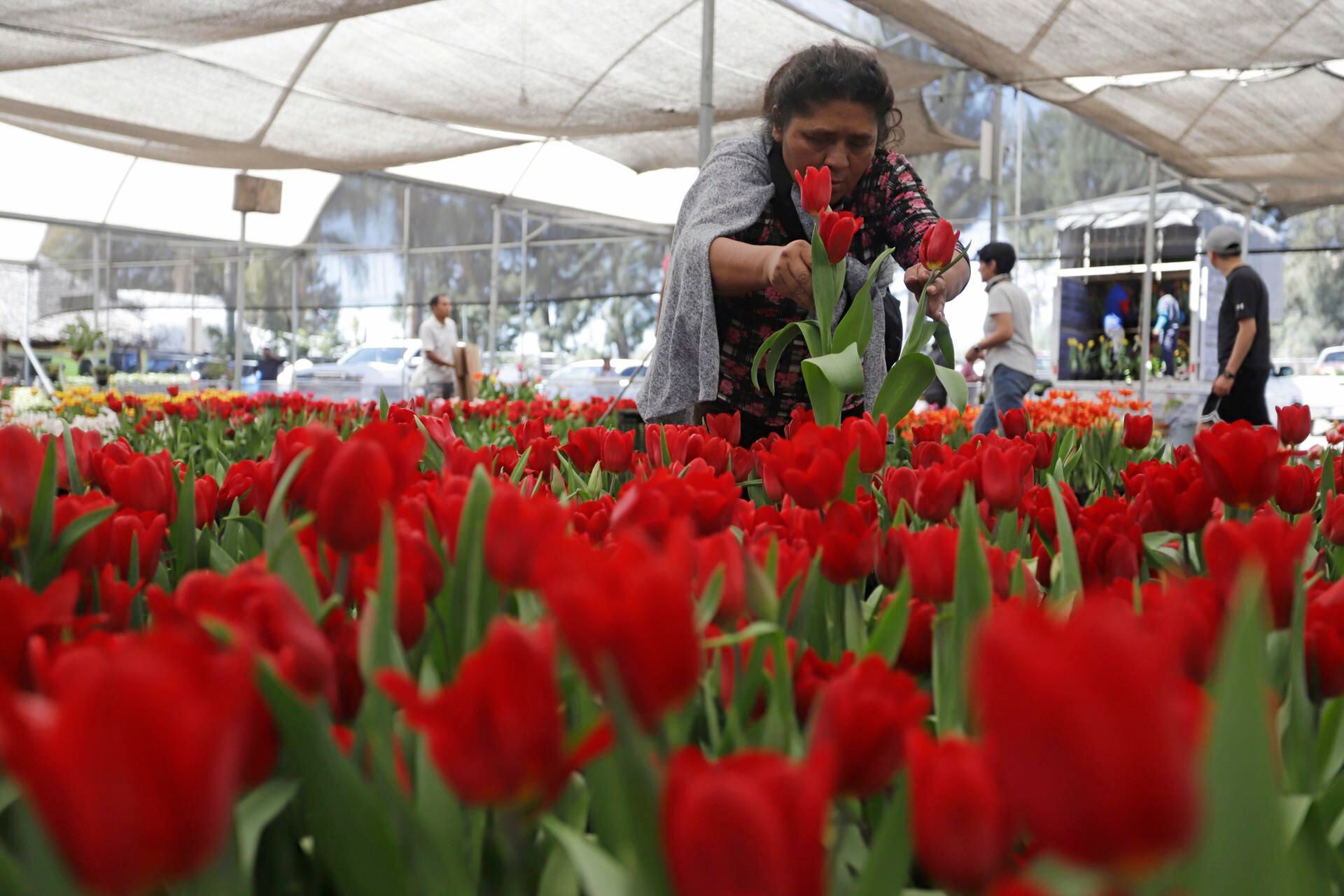Vendedores ofrecen tulipanes rojos y de otros colores previo al Día de San Valentín, en Atlixco.