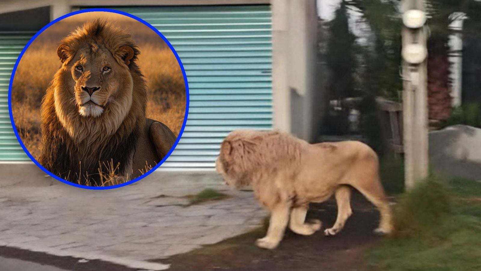 ¿Y este ‘lindo gatito’? León se ‘pasea’ en Ocoyoacac, Edomex, y asusta a vecinos