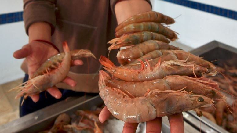 Cuaresma 2022: Esto debe costar el kilo de camarón, según la Profeco