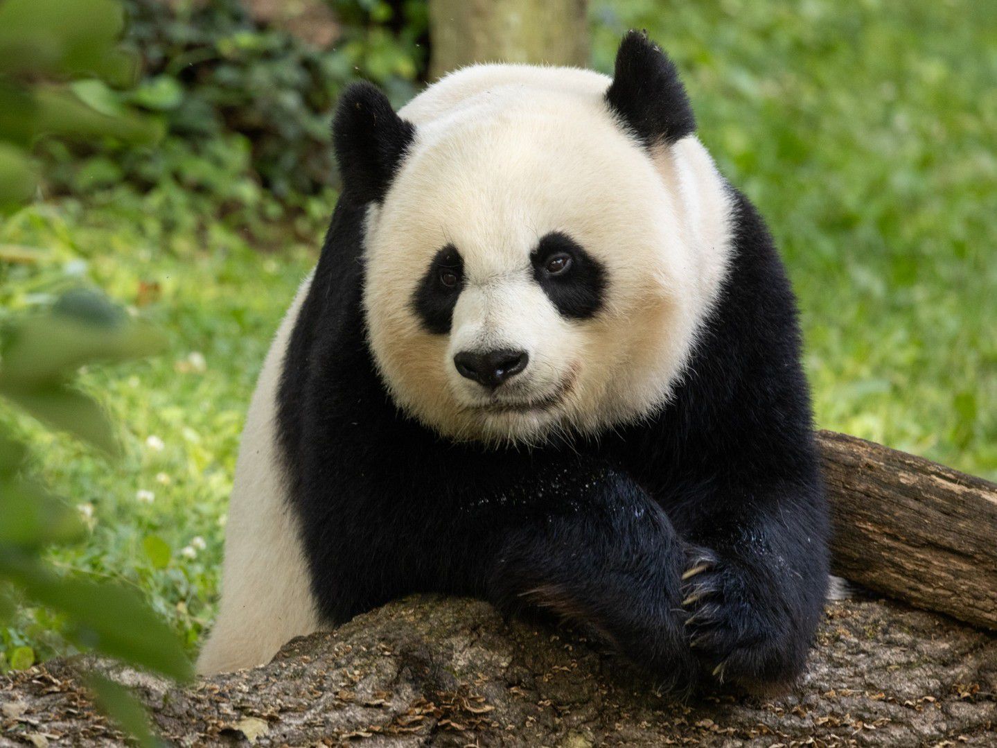 La panda Mei Xiang en el Zoológico de Washington.