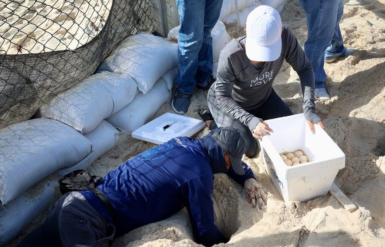 Paso de huracán ‘Beryl’: Rescatan huevos de tortuga en Quintana Roo