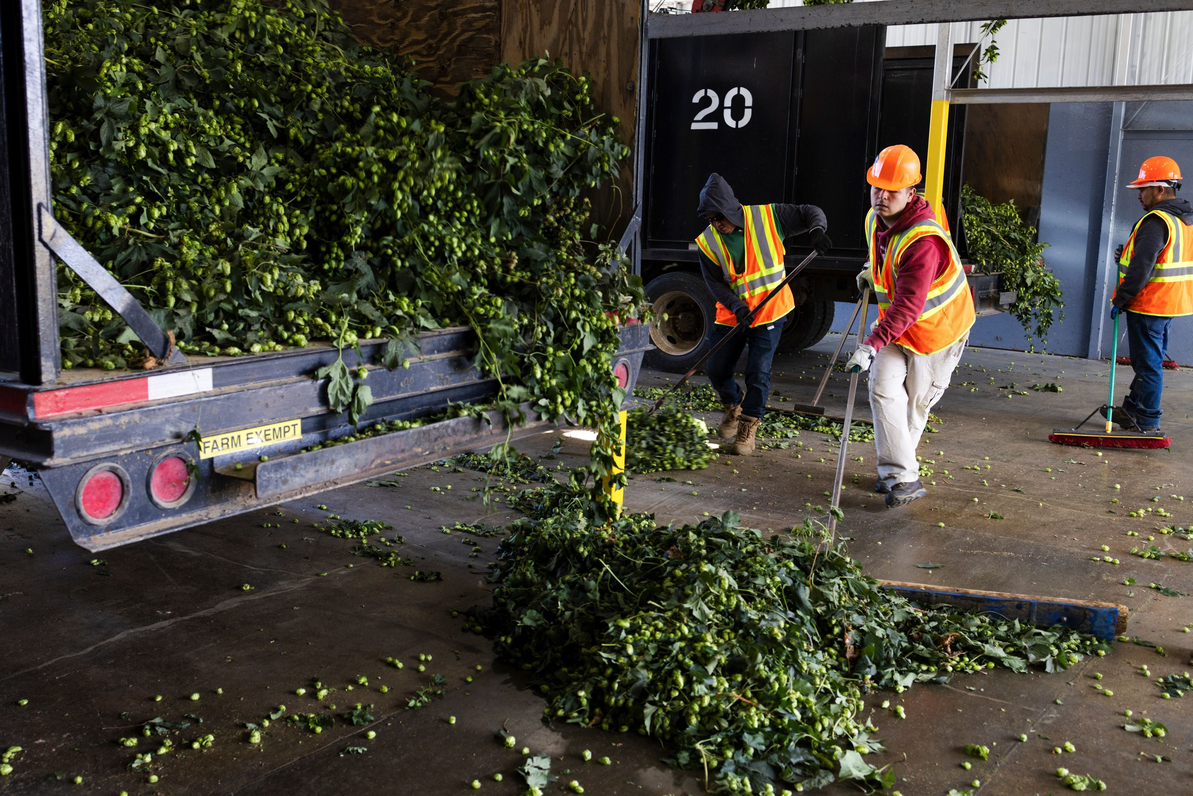 Trabajadores en una planta en Washington que procesa lúpulo.