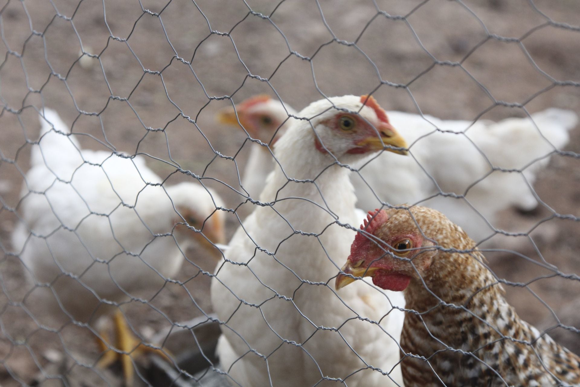 El sacrificio de más de 166 millones gallinas ponedoras ha provocado una crisis de huevo en EU.  