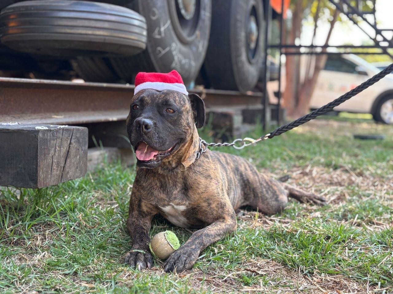 Las familias de la CDMX podrán dar donaciones para el albergue de perritos del Metro. [Fotografía. Metro]