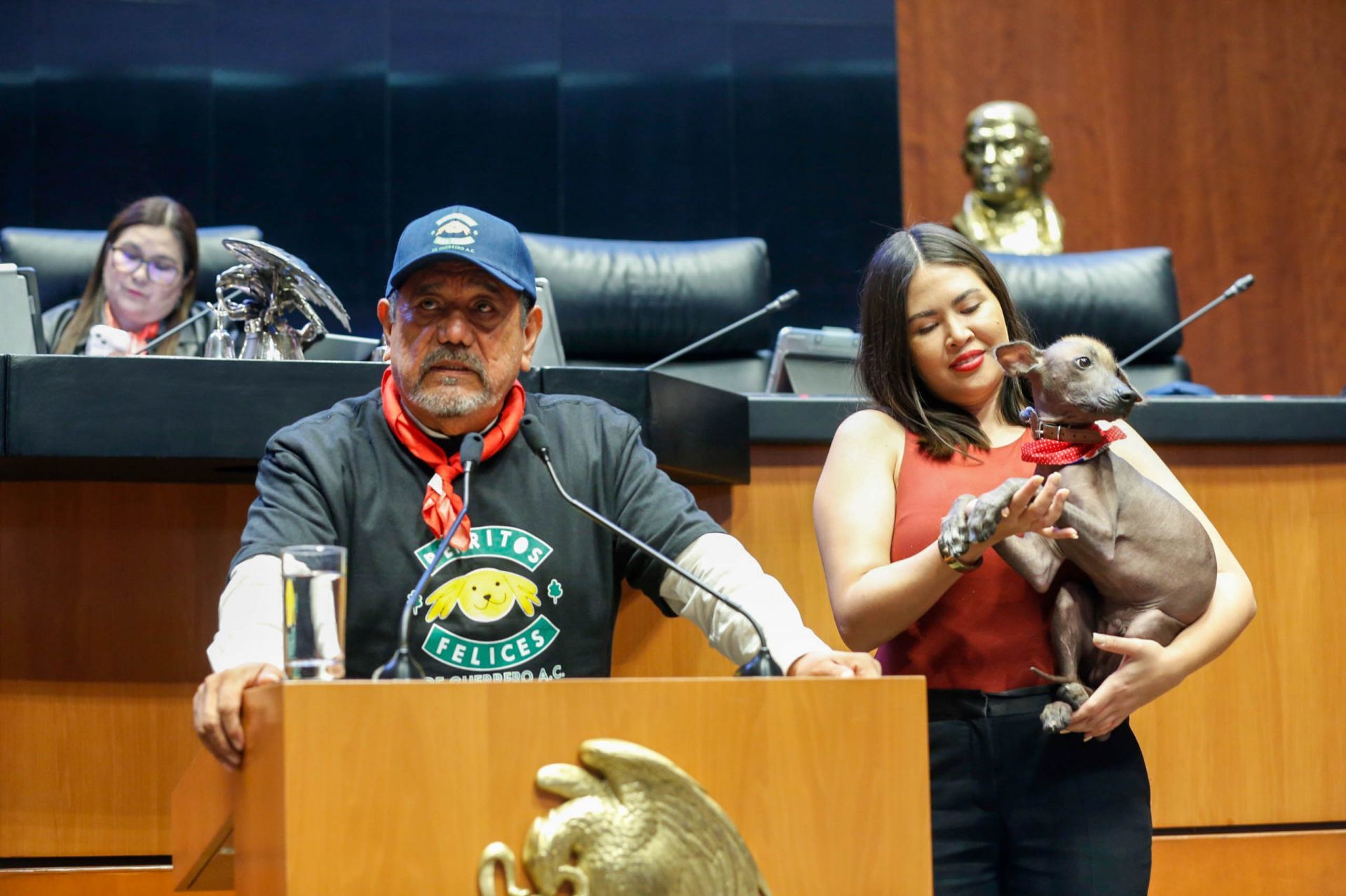 CIUDAD DE MÉXICO, 21NOVIEMBRE2024.- El senador morenista Félix Salgado Macedonio y su mascota Ángel Tonatiuh durante la sesión ordinaria en que se aprobó por unanimidad la Reforma Constitucional en Bienestar Animal.  FOTO: CUARTOSCURO.COM